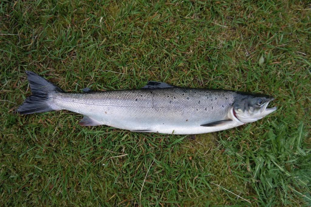 Holmset Camping And Fishing Namdalseid 외부 사진